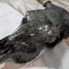 Wisconsin Hydrographics